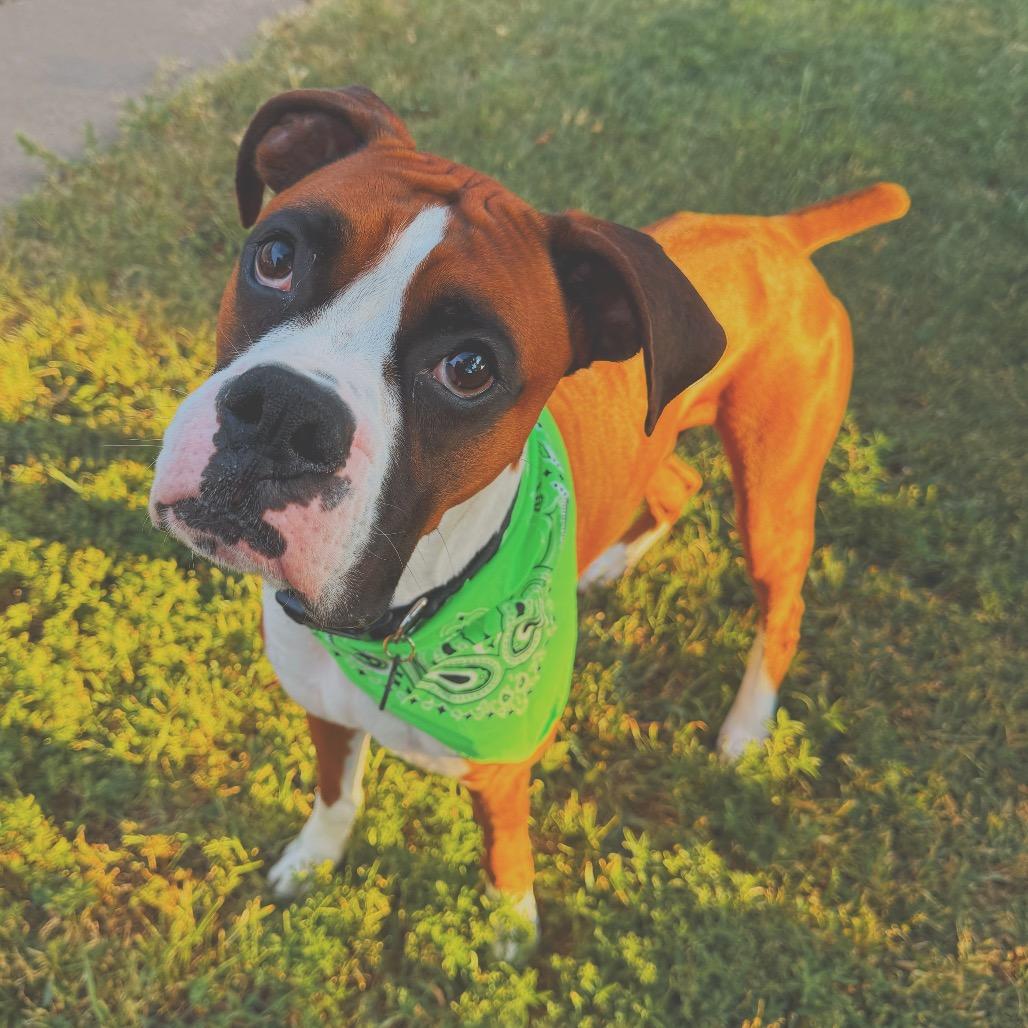 Blaze - In Foster (Lonely Hearts Club), a ADOPTABLE Boxer in Hays, KS image 5/6