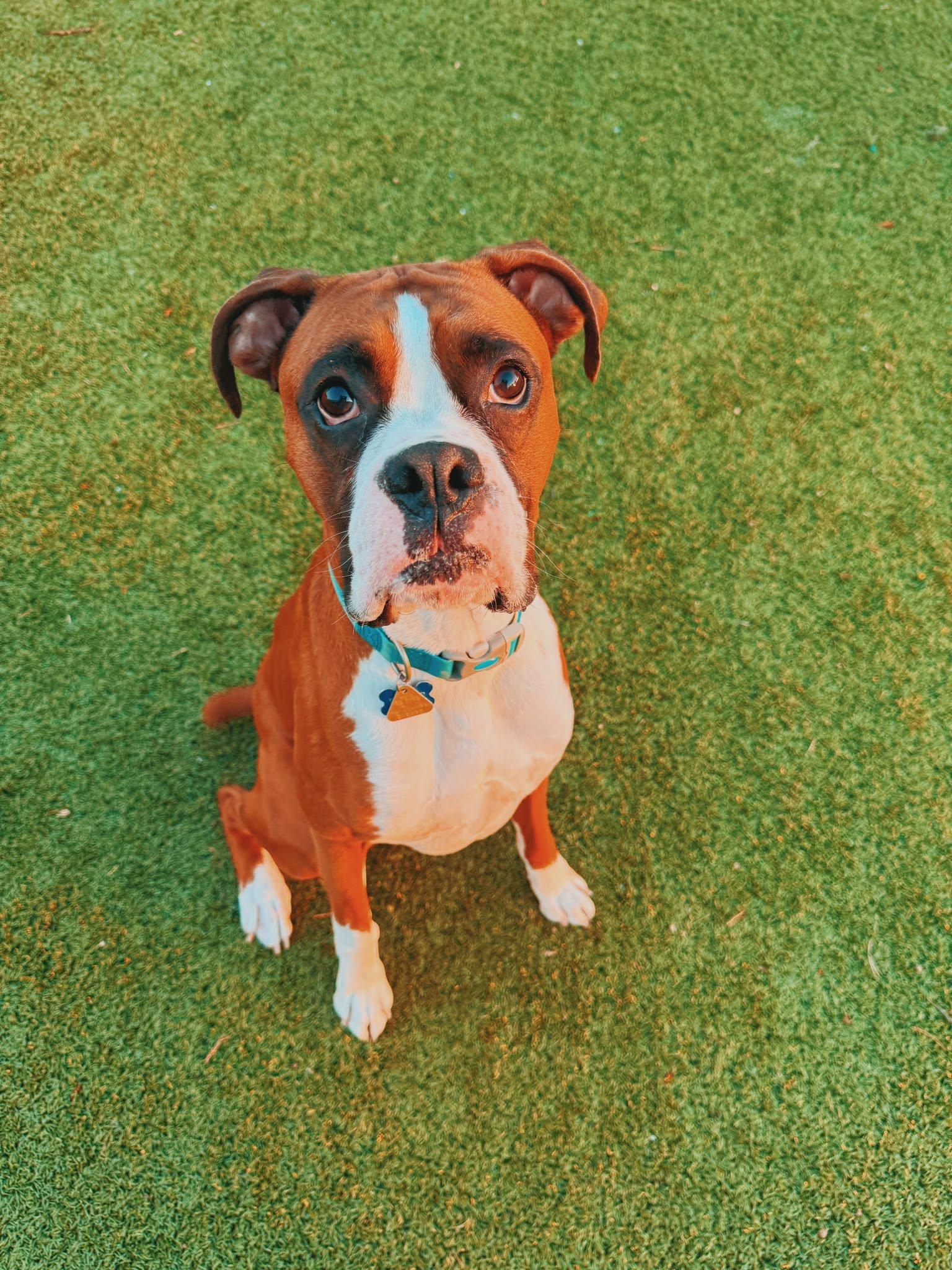 Enlarge Blaze, a ADOPTABLE Boxer in Hays, KS image 2/6
