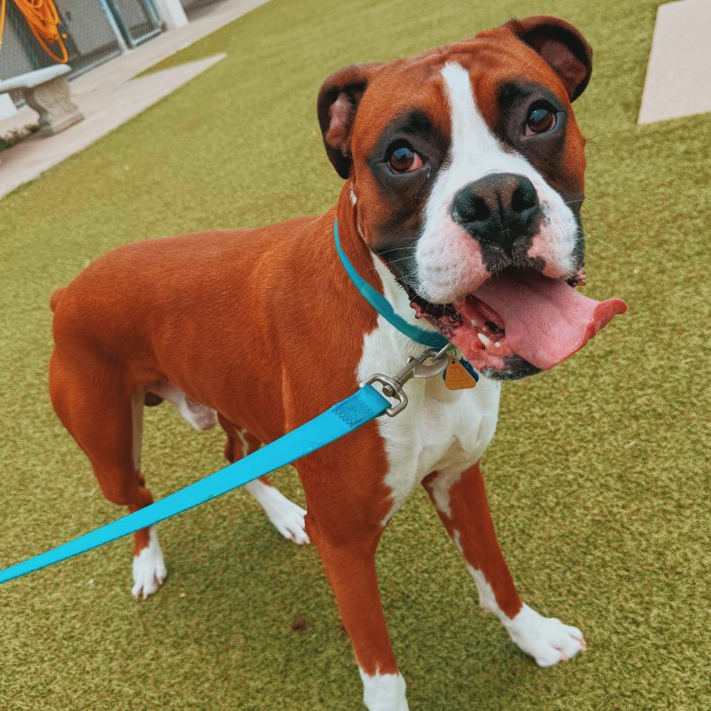 Enlarge Blaze, a ADOPTABLE Boxer in Hays, KS image 4/6