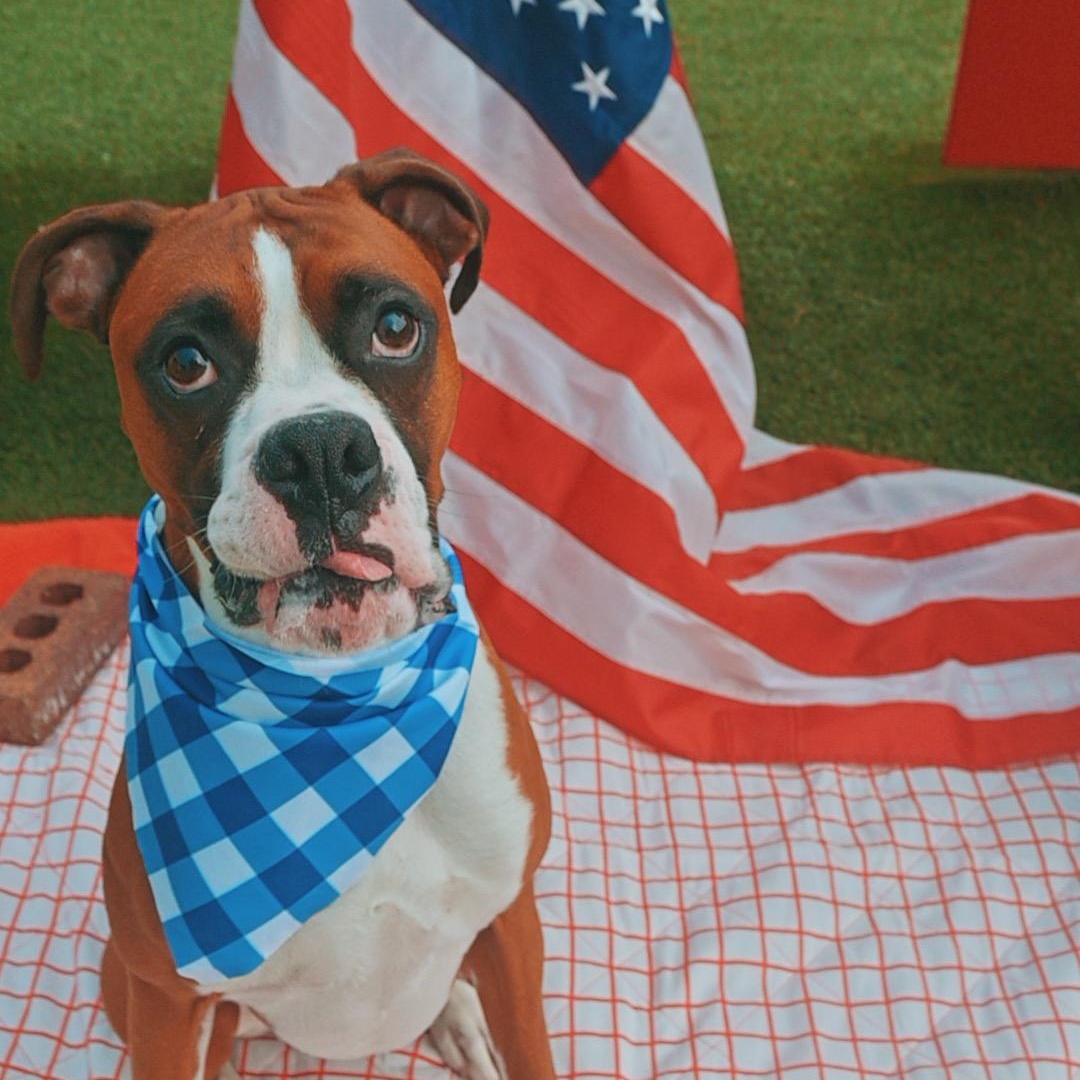 Blaze, ADOPTABLE, Adult Male Boxer.
