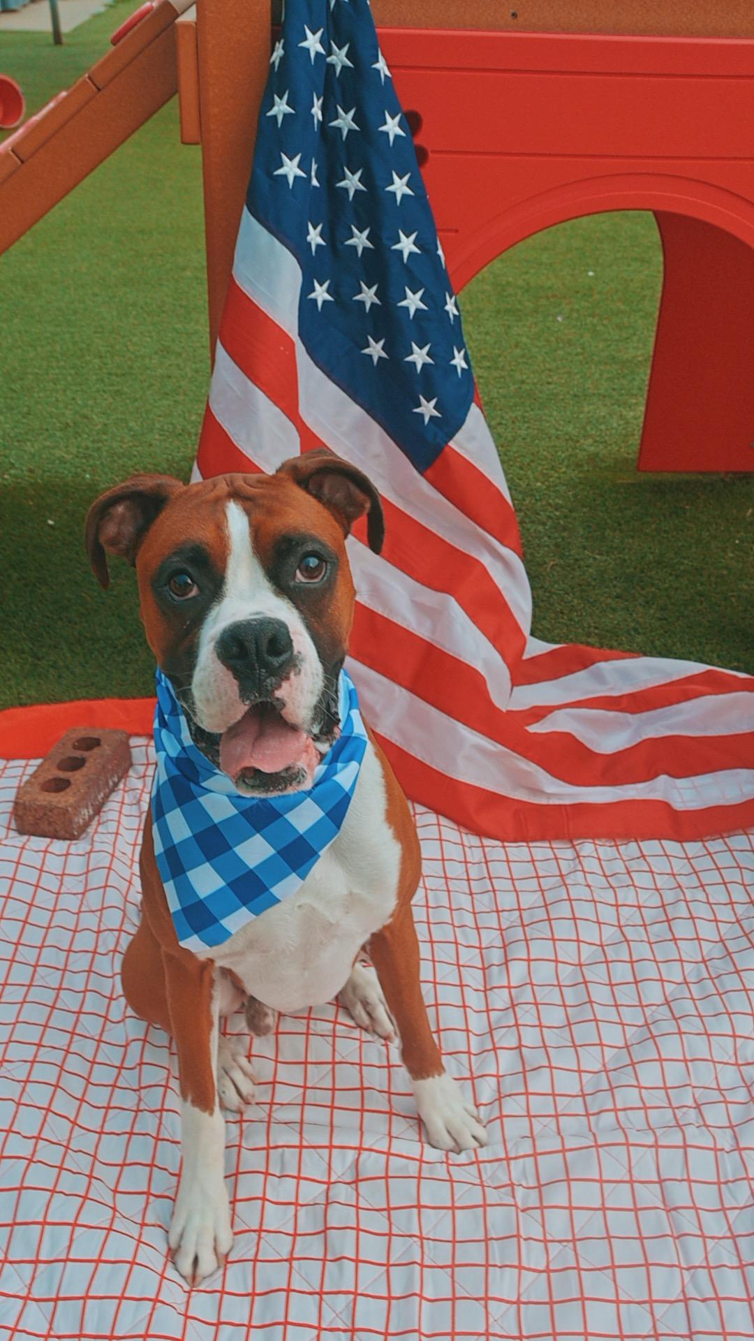 Blaze, a ADOPTABLE Boxer in Hays, KS image 3/6
