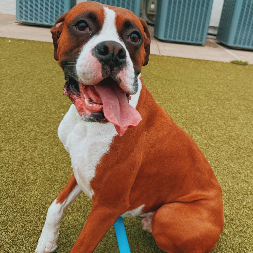 Blaze, ADOPTABLE, Adult Male Boxer.