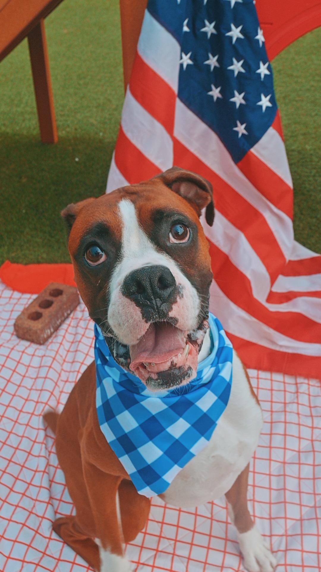 Blaze, a ADOPTABLE Boxer in Hays, KS image 4/6