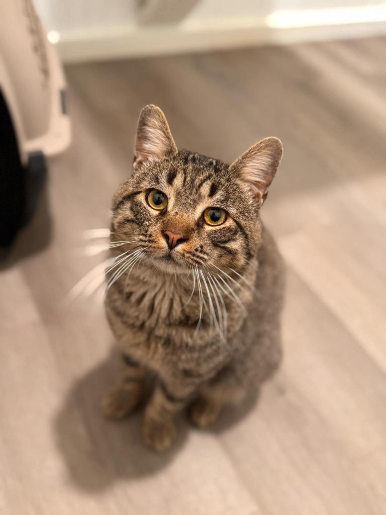 Bob, a Adopted mixed breed in Brainardsville, NY image 1/2