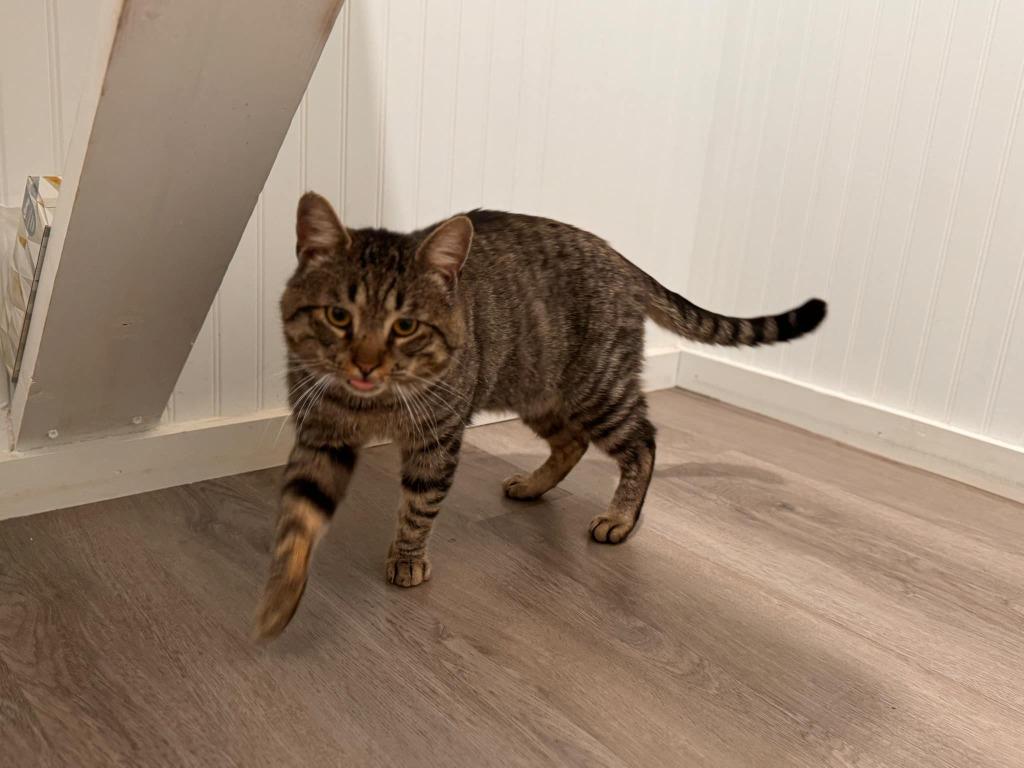 Bob, a Adopted mixed breed in Brainardsville, NY image 2/2