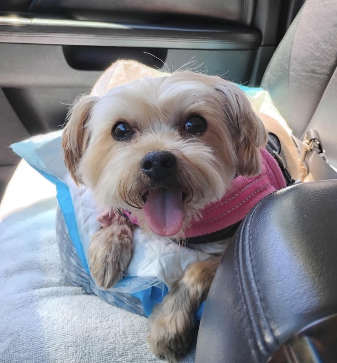 Eleanor, adoptable, Senior Female Yorkshire Terrier.