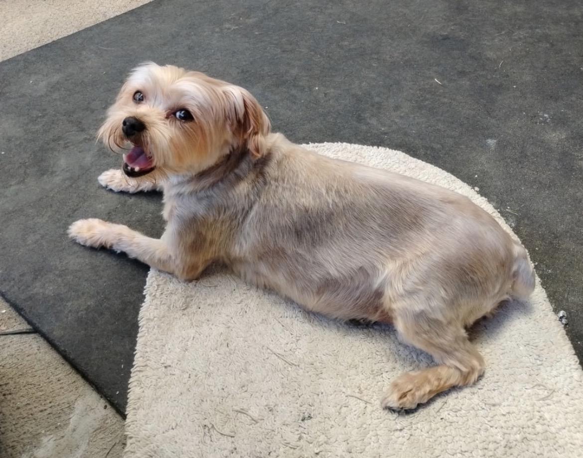 Eleanor, an adoptable Yorkshire Terrier in Powell Butte, OR image 2/3