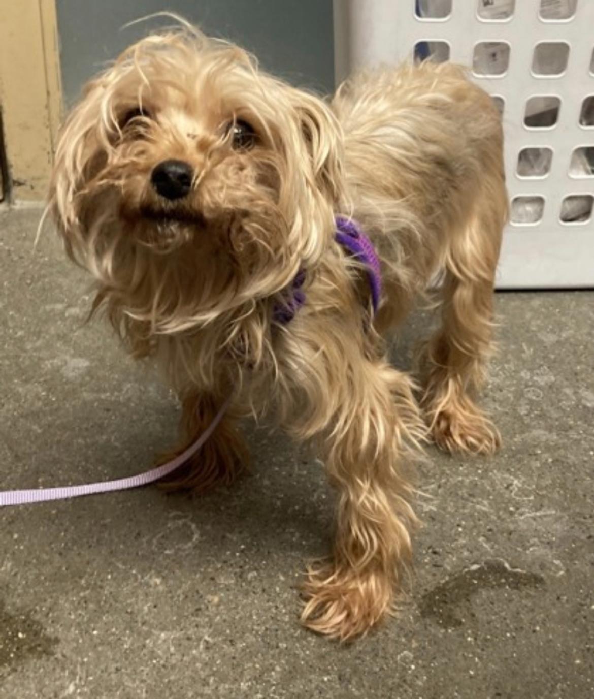 Eleanor, an adoptable Yorkshire Terrier in Powell Butte, OR image 3/3