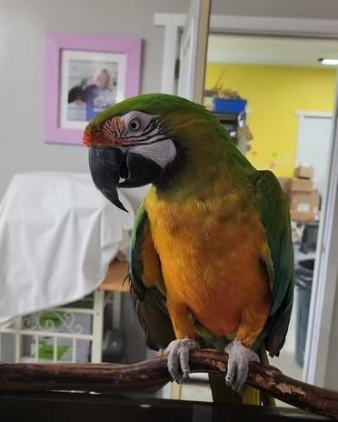 Savannah, Adoptable, Adult Female Macaw.