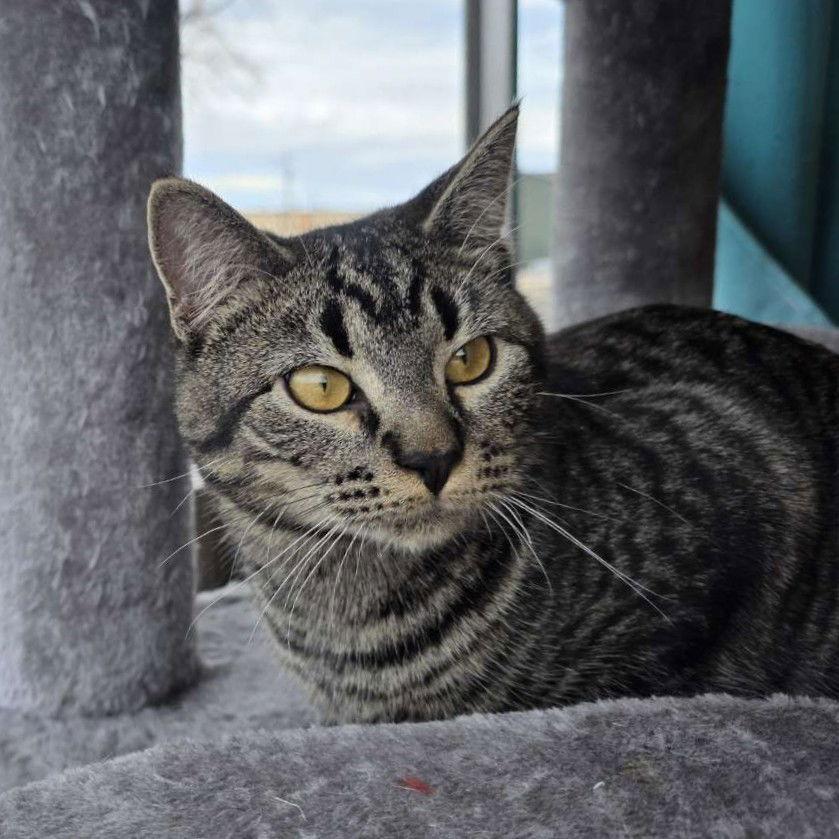 Mim - AC Kitty!, Adoptable, Young Male Domestic Short Hair.