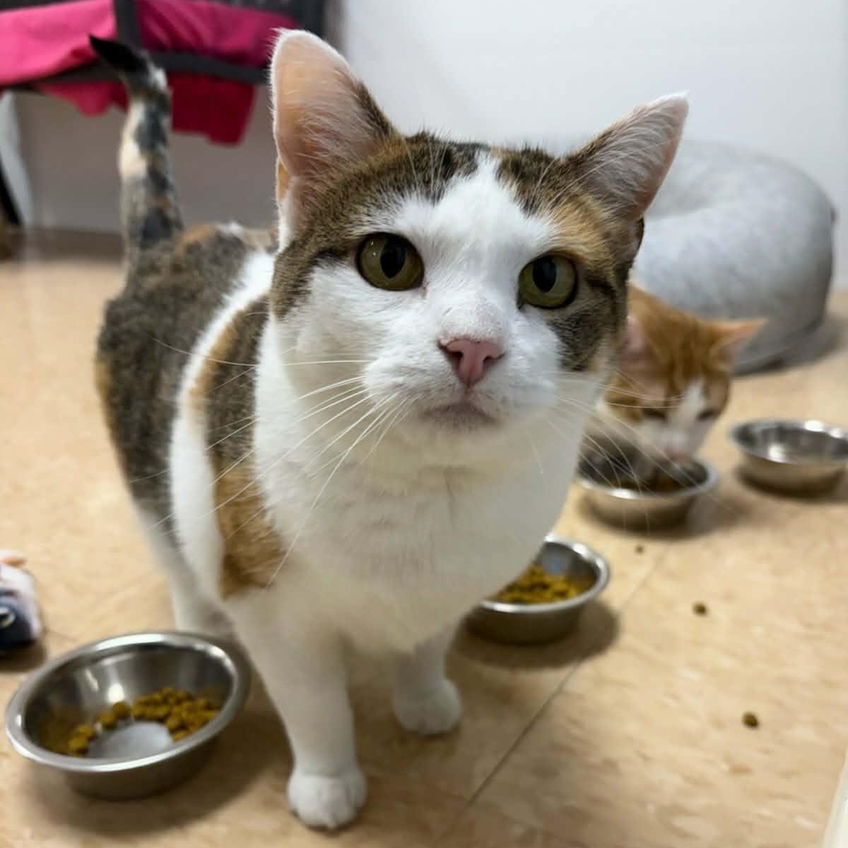 Monroe — thumbnail 2