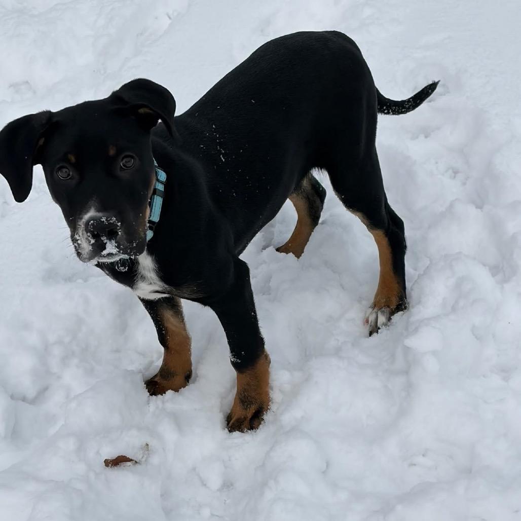 Louis Vuitton, Adoptable, Puppy Male Mixed Breed & Mixed Breed.