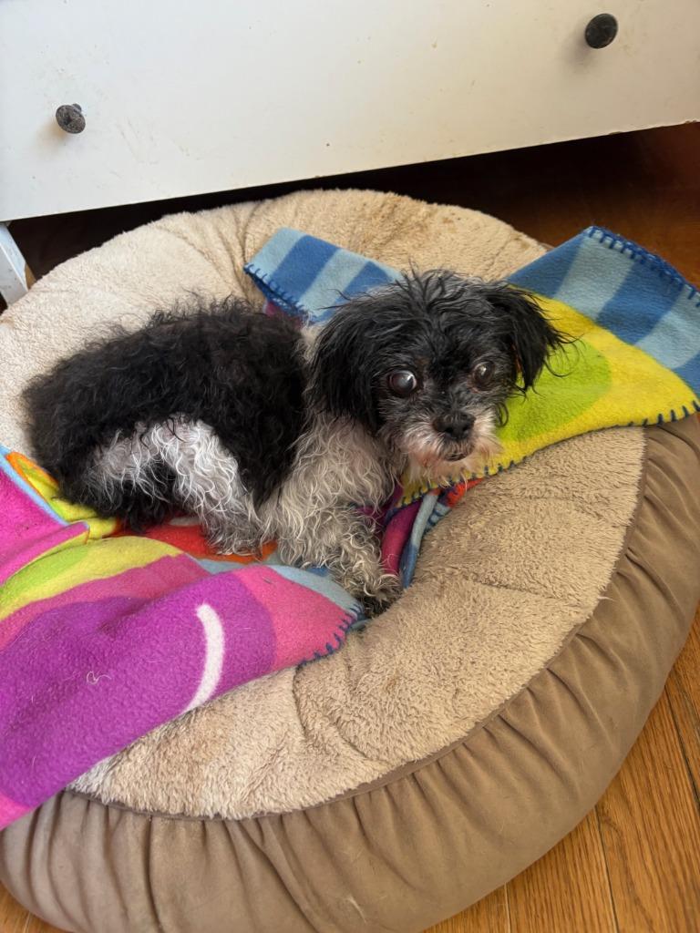 Cindy Lou, Adoptable, Senior Female Shih Tzu.