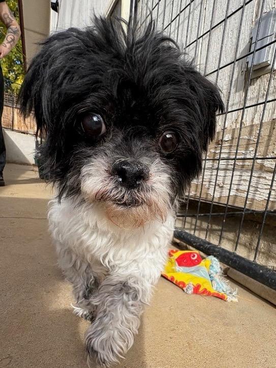 Cindy Lou, Adoptable, Senior Female Shih Tzu.