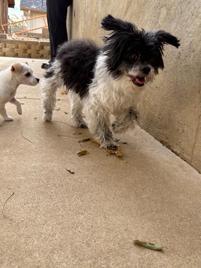 Cindy Lou, a Adoptable Shih Tzu in Reno, NV image 2/4