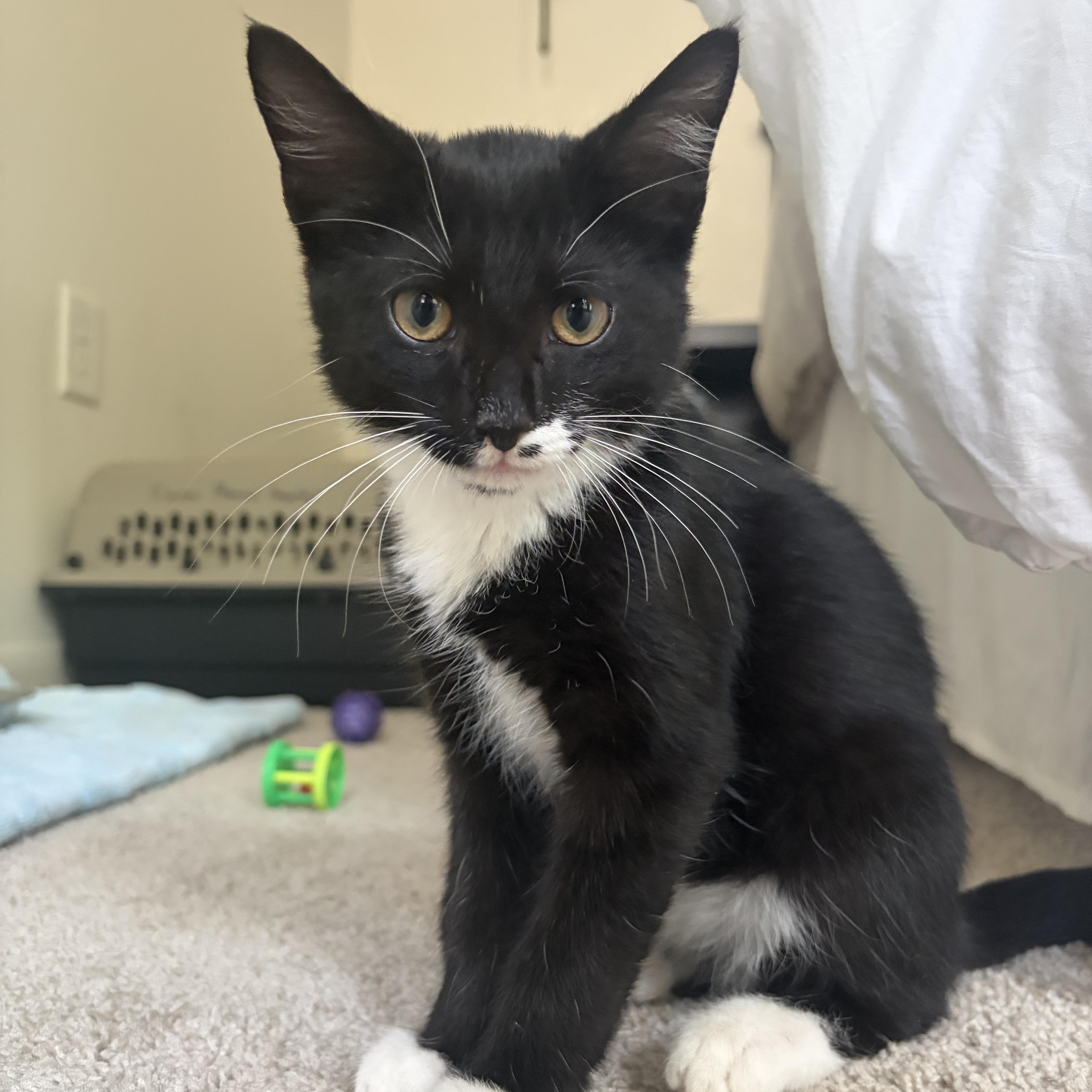 Banana, Adoptable, Young Male Tuxedo.
