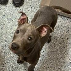 Winter, Adoptable, Young Female Mixed Breed.