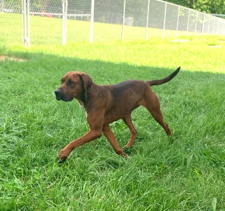 Enlarge Rose, an adopted mixed breed in North Bay, ON image 2/6