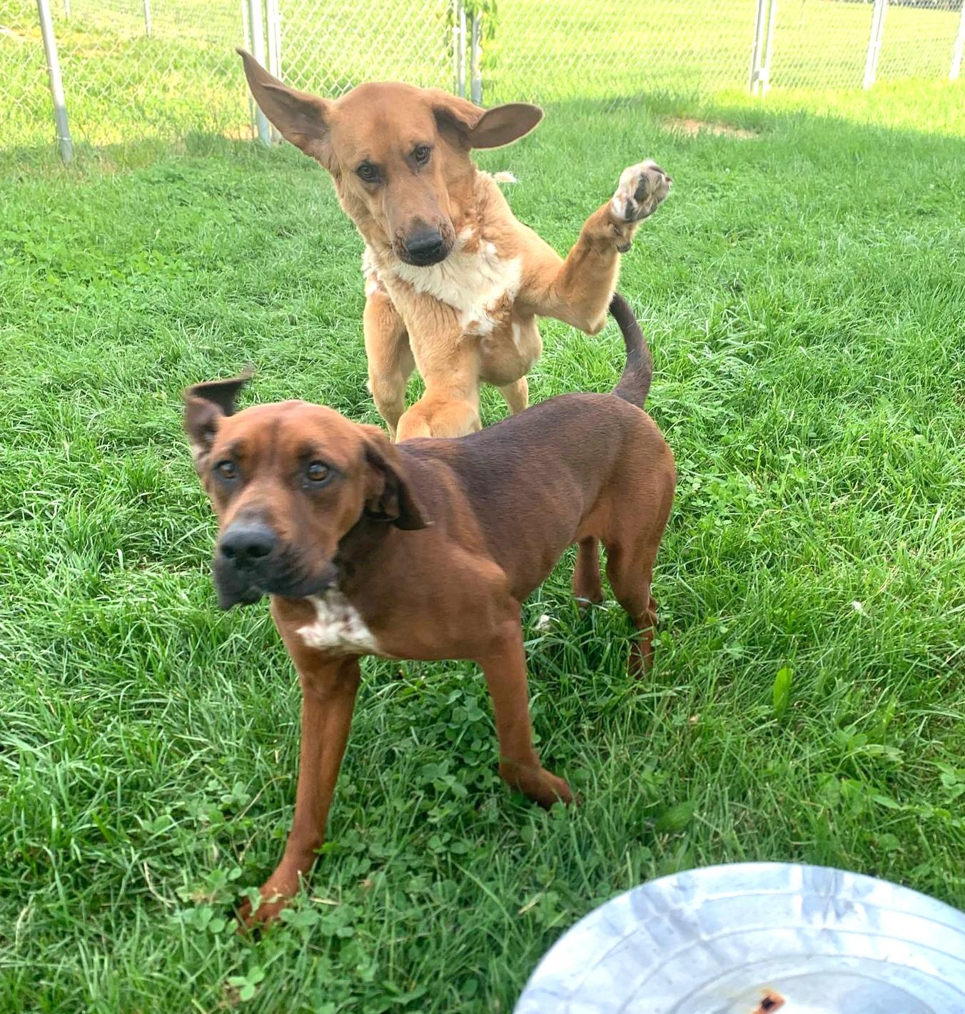Enlarge Rose, an adopted mixed breed in North Bay, ON image 3/6