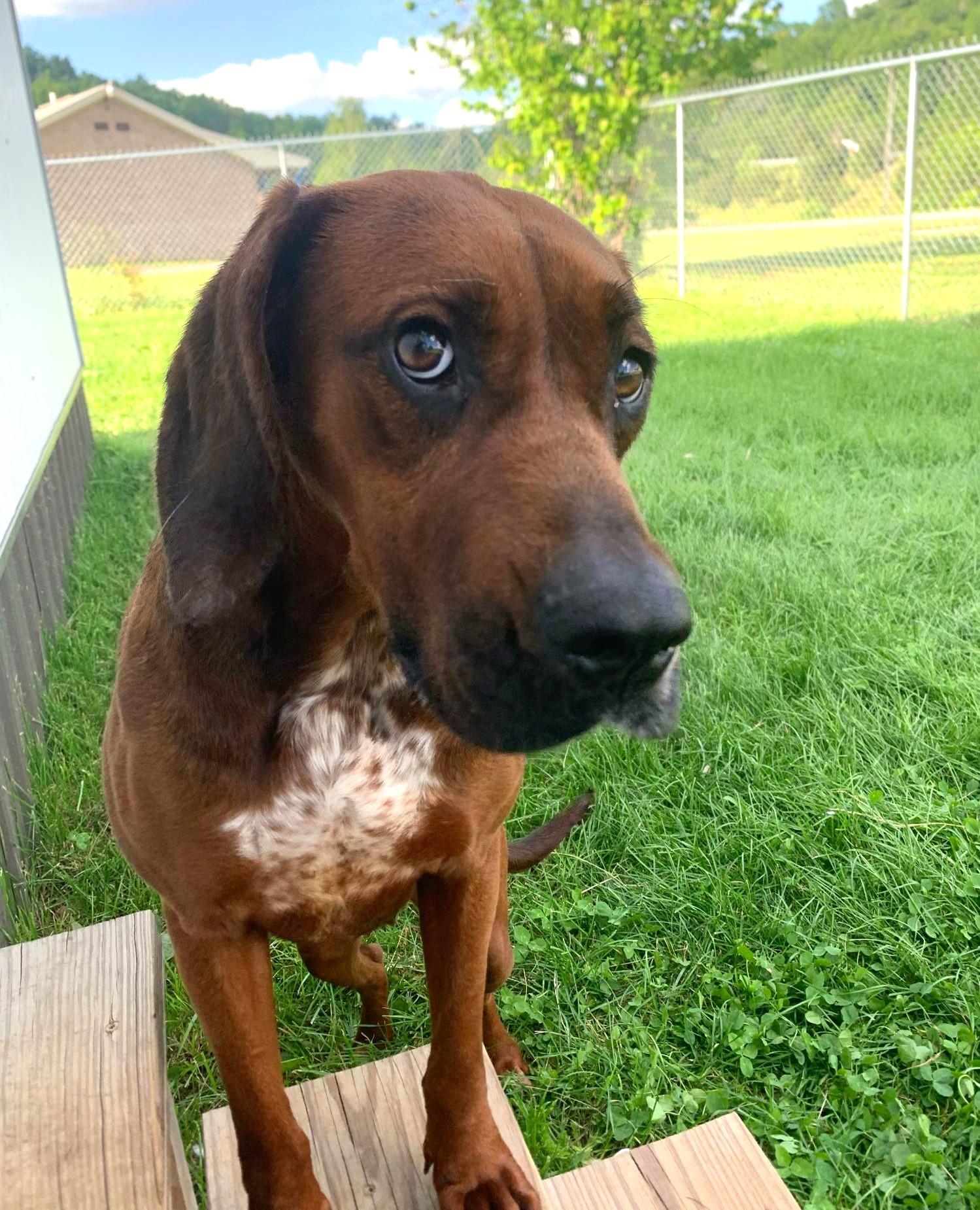 Rose - please foster me!, Adult Female Redbone Coonhound