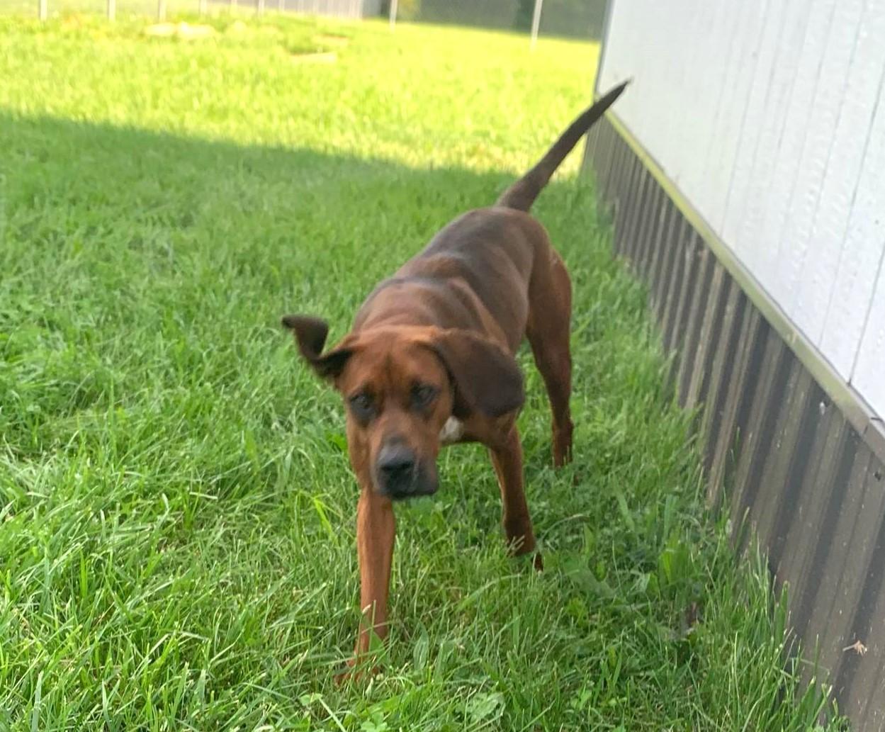 Enlarge Rose, an adopted mixed breed in North Bay, ON image 4/6