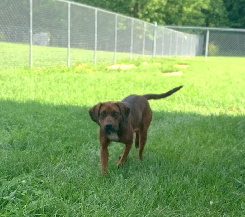 Enlarge Rose, an adopted mixed breed in North Bay, ON image 5/6