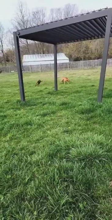 Enlarge Rose, an adopted mixed breed in North Bay, ON video 6/6