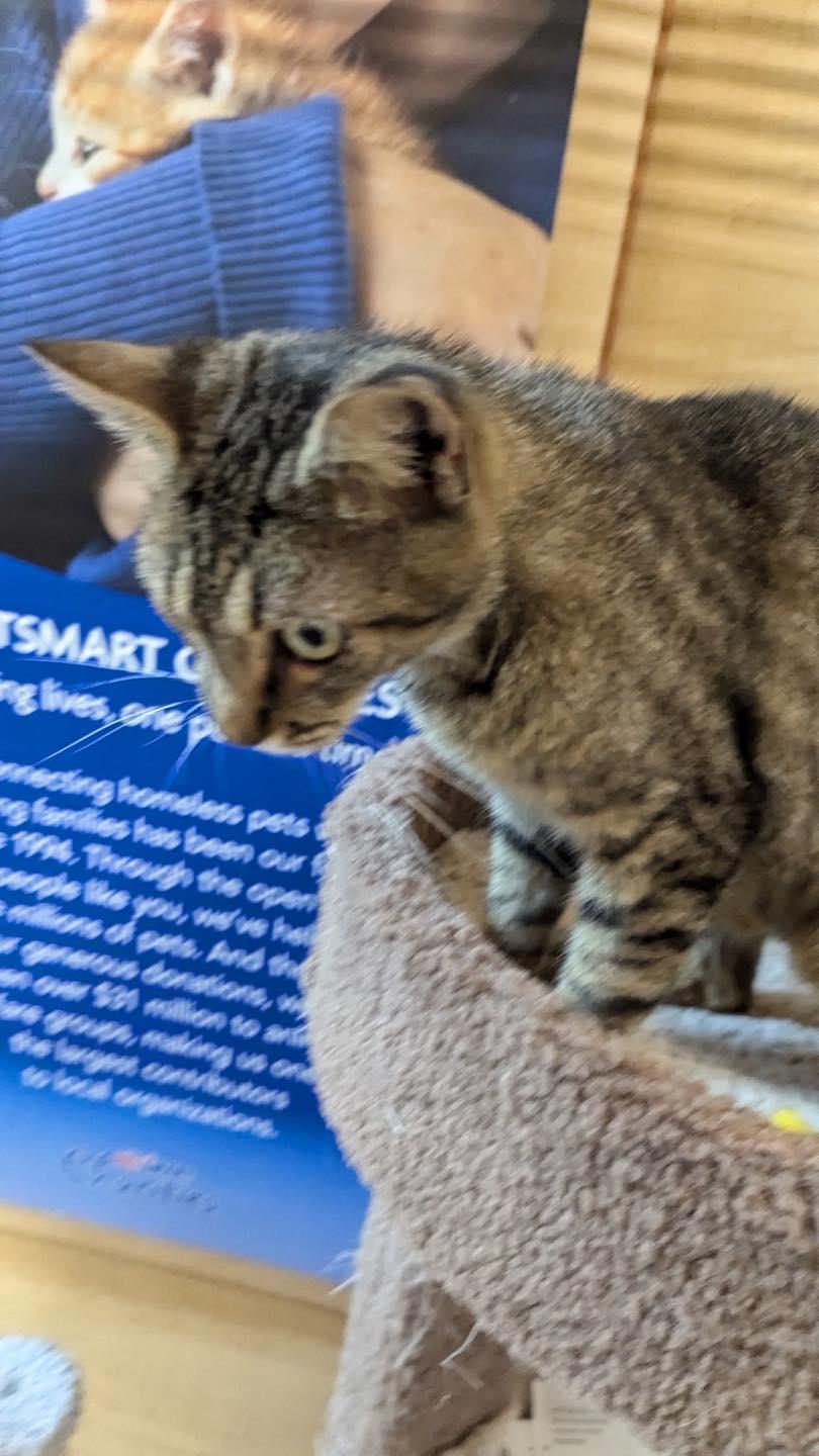 Jack, Adoptable, Kitten Male Tabby.