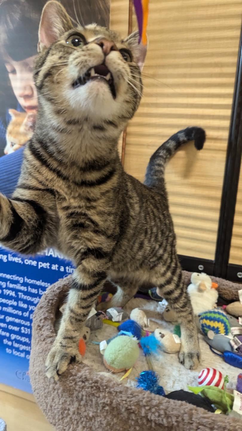 Jack, a Adoptable Tabby in Noblesville, IN image 4/4