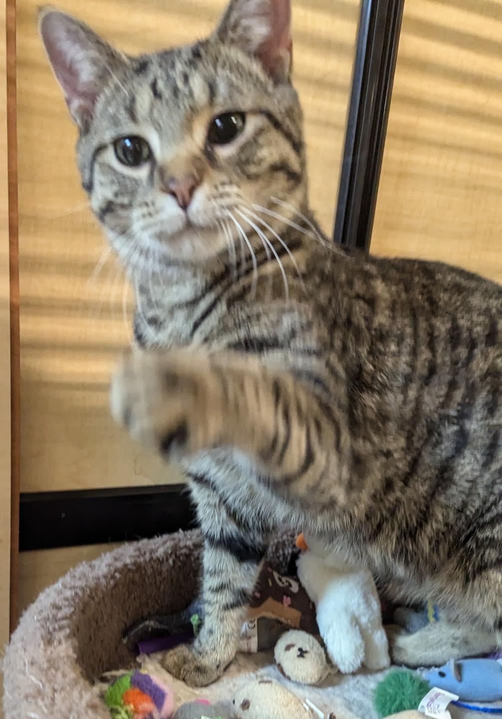 Jack, Adoptable, Kitten Male Tabby.