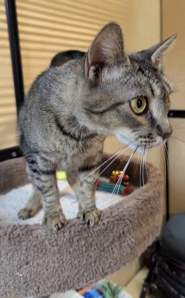 Jack, a Adoptable Tabby in Noblesville, IN image 3/4