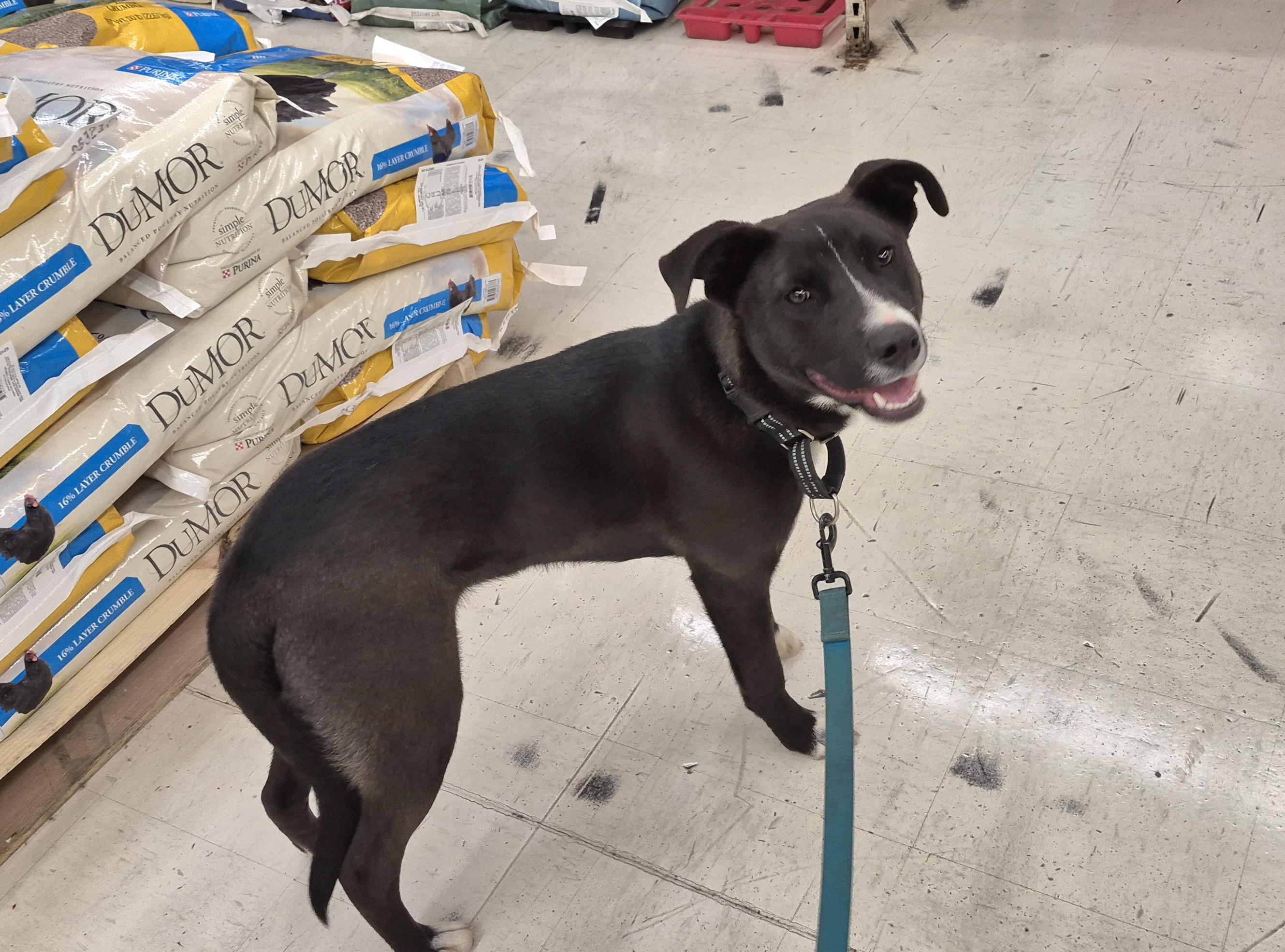 Enlarge Benny, a Adoptable mixed breed in Campbellsville, KY image 2/6