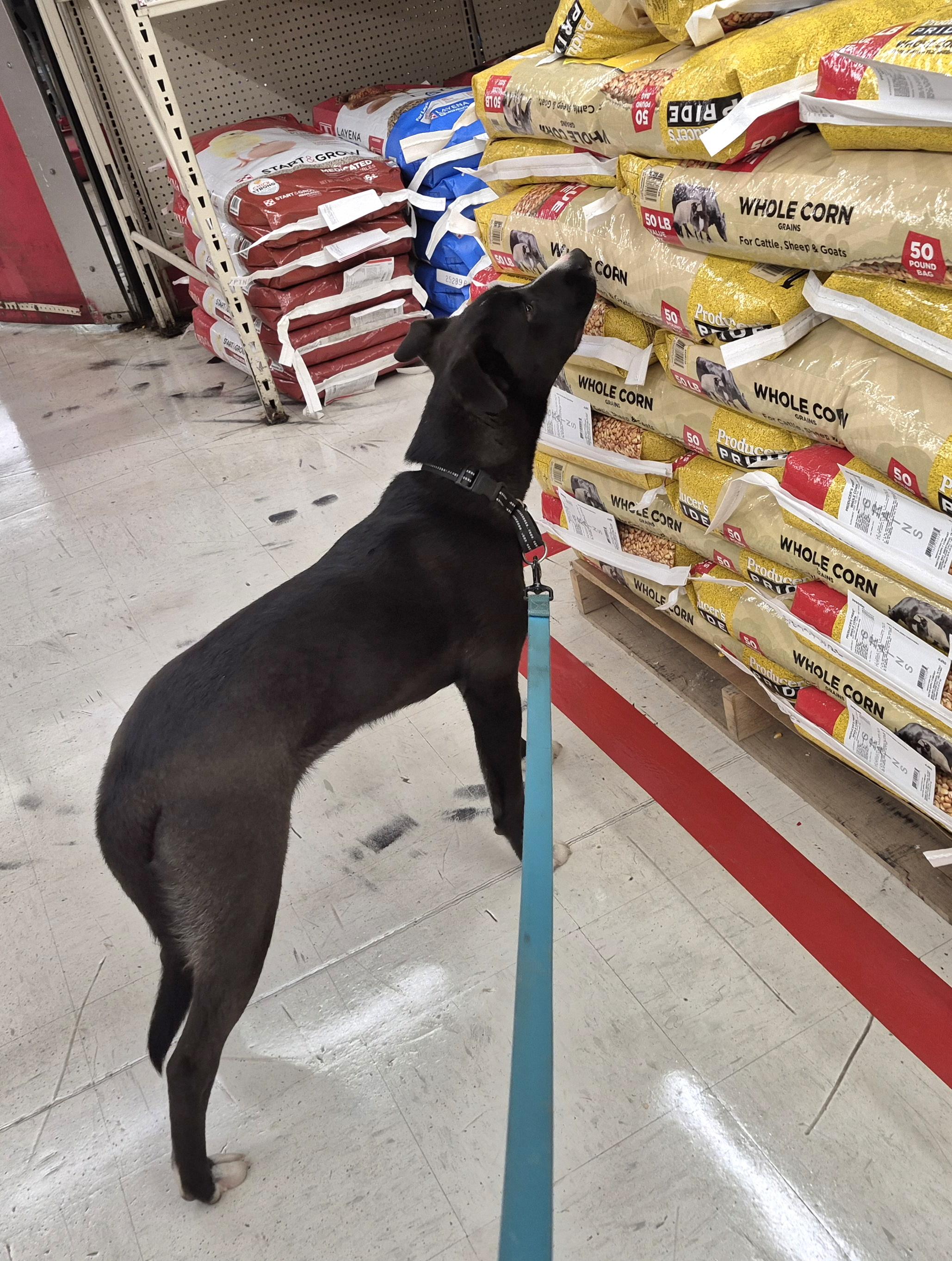 Enlarge Benny, a Adoptable mixed breed in Campbellsville, KY image 5/6