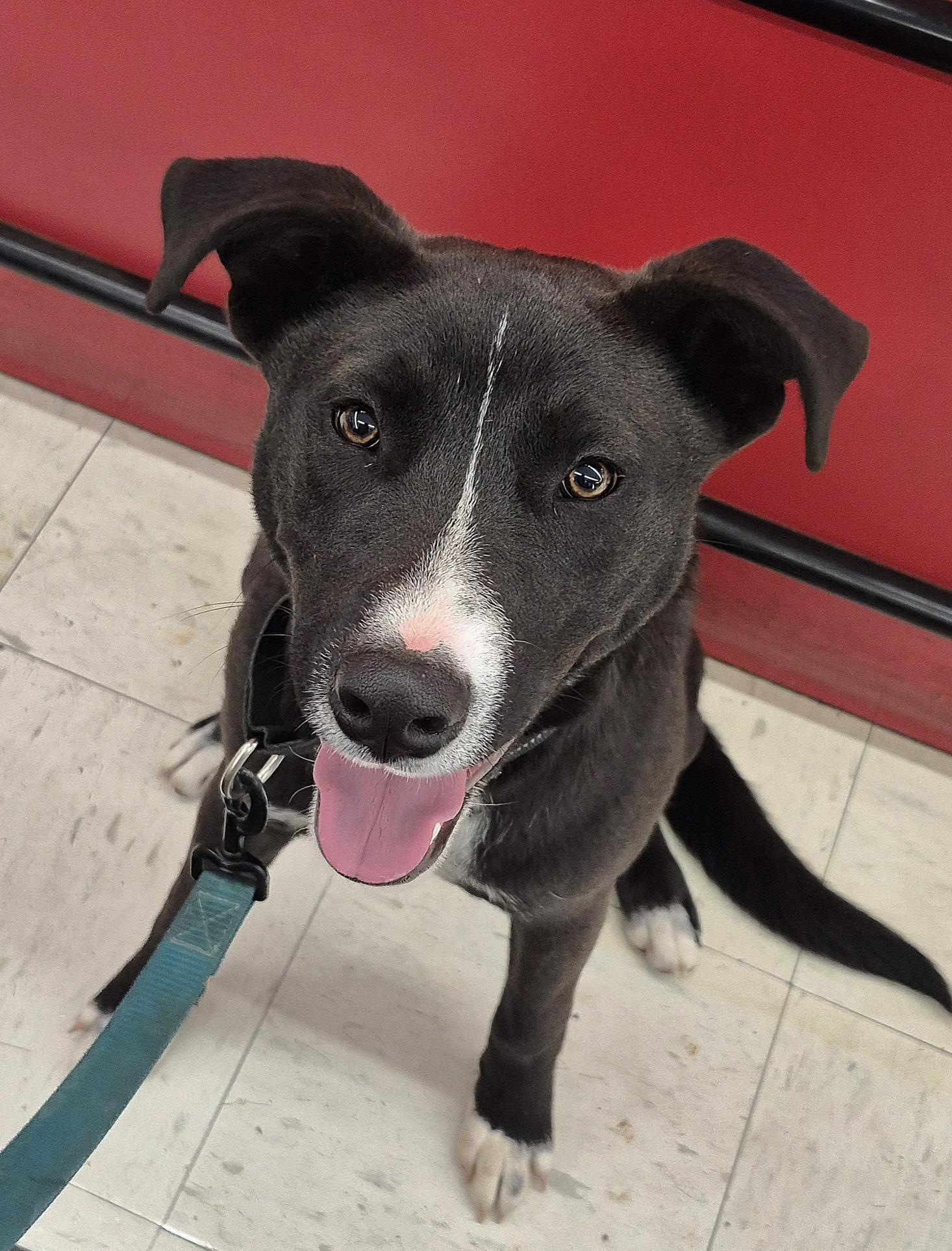Benny, Adoptable, Puppy Male Black Labrador Retriever & Siberian Husky.