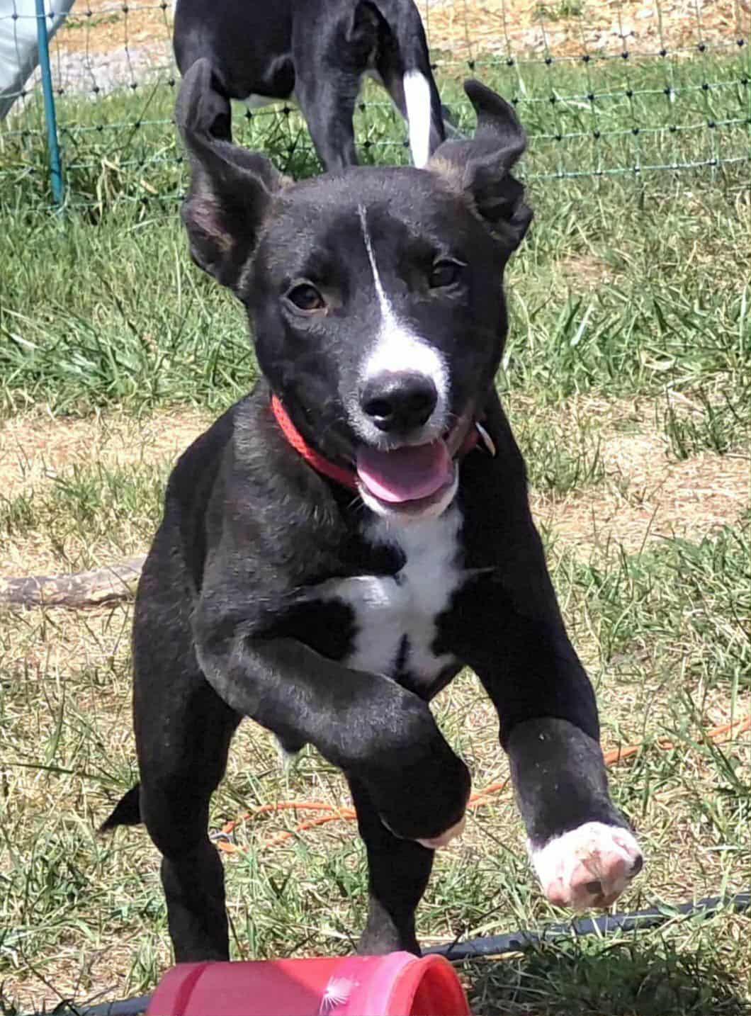 Enlarge Benny, a Adoptable mixed breed in Campbellsville, KY image 6/6