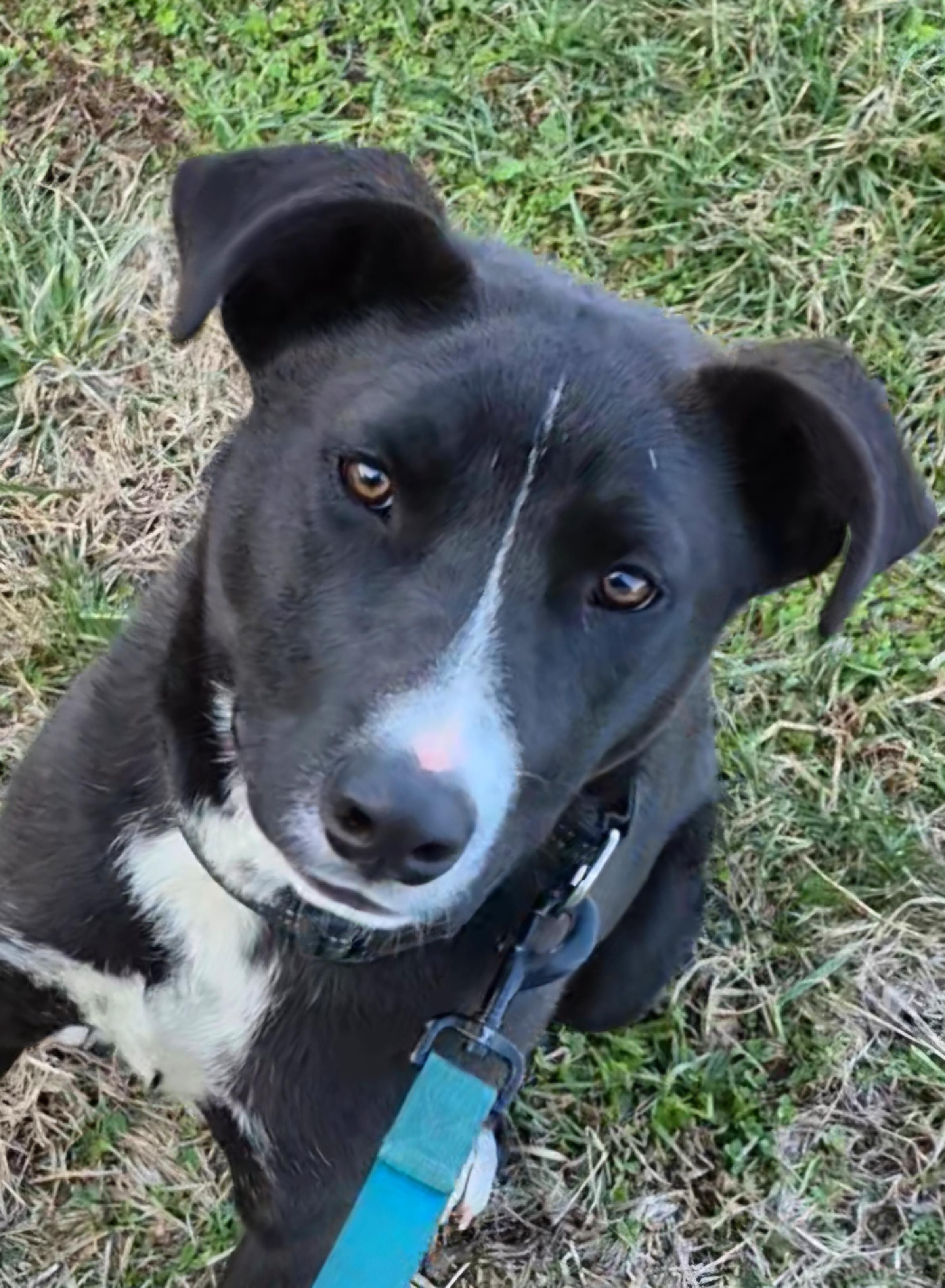 Enlarge Benny, a Adoptable mixed breed in Campbellsville, KY image 3/6