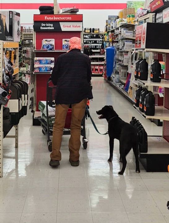 Enlarge Benny, a Adoptable mixed breed in Campbellsville, KY video 4/6