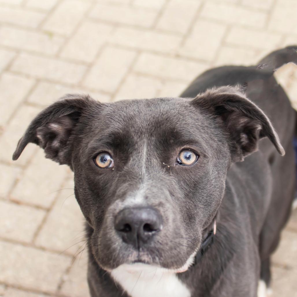 Enlarge Sapphire, a Adoptable Mixed Breed in Middletown, RI image 1/1