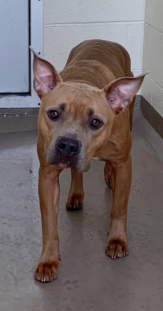 Zinnia, Adoptable, Adult Female Pit Bull Terrier.