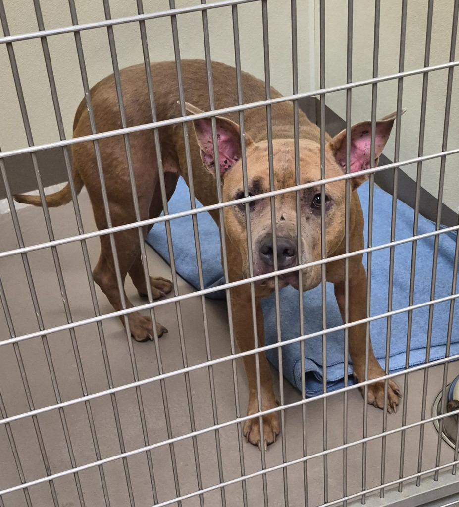 Zinnia, a Adoptable Pit Bull Terrier in Christiansburg, VA image 2/3