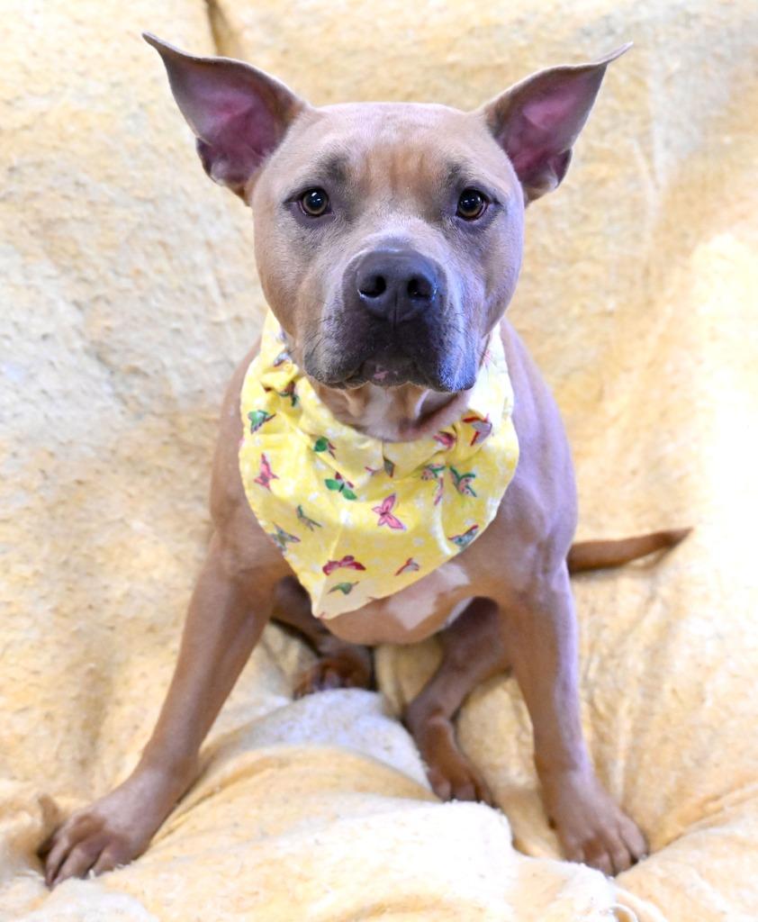 Zinnia, a Adoptable Pit Bull Terrier in Christiansburg, VA image 3/3