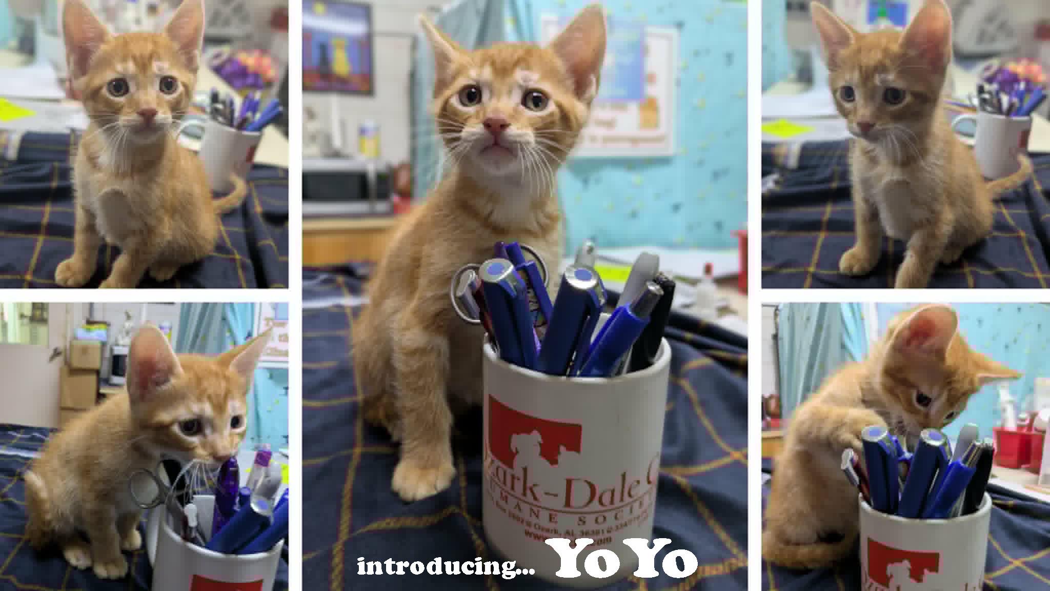 YoYo, a ADOPTABLE mixed breed in Ozark, AL image 2/2