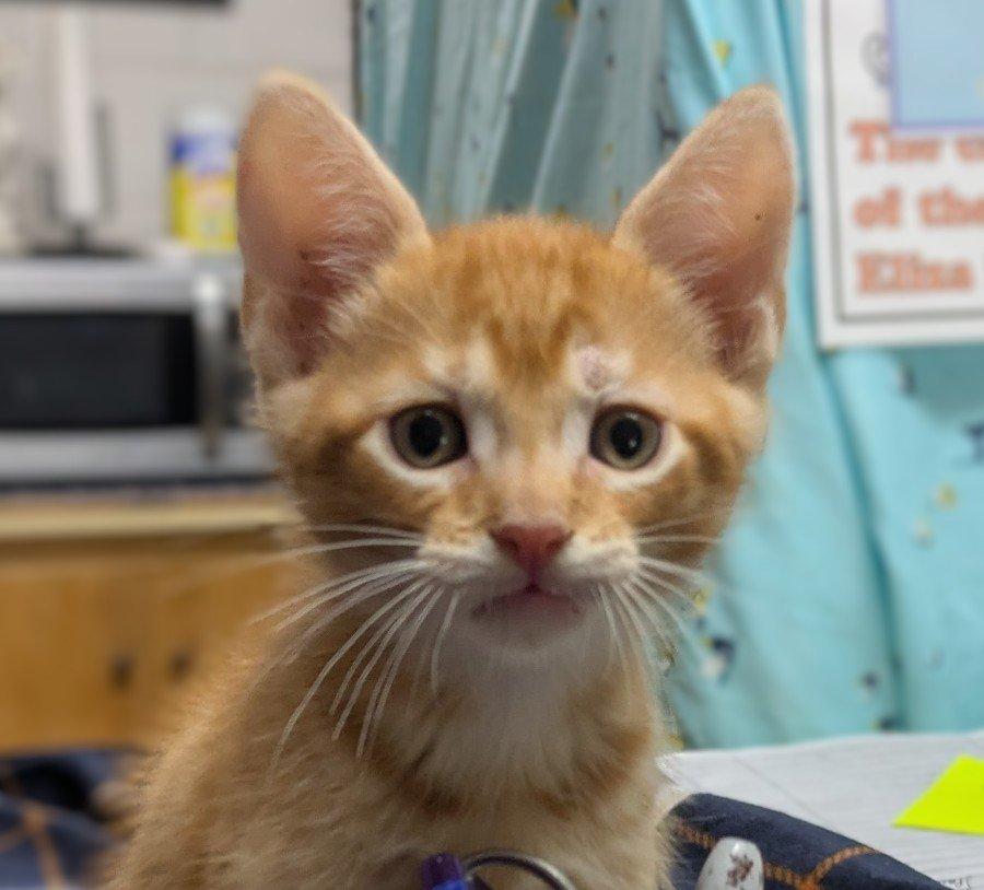 YoYo, a ADOPTABLE mixed breed in Ozark, AL image 1/2