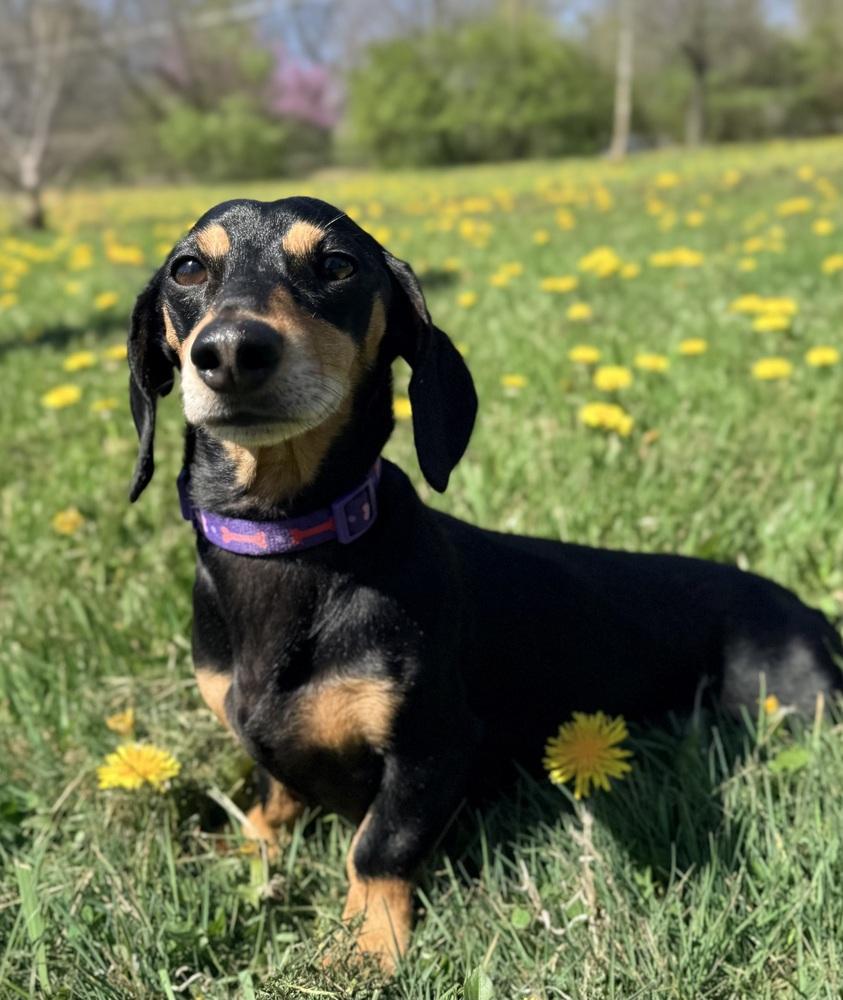 Enlarge Boo, a Adoptable Dachshund in Xenia, OH image 1/2