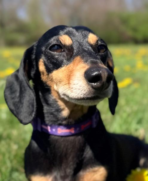 Enlarge Boo, a Adoptable Dachshund in Xenia, OH image 2/2