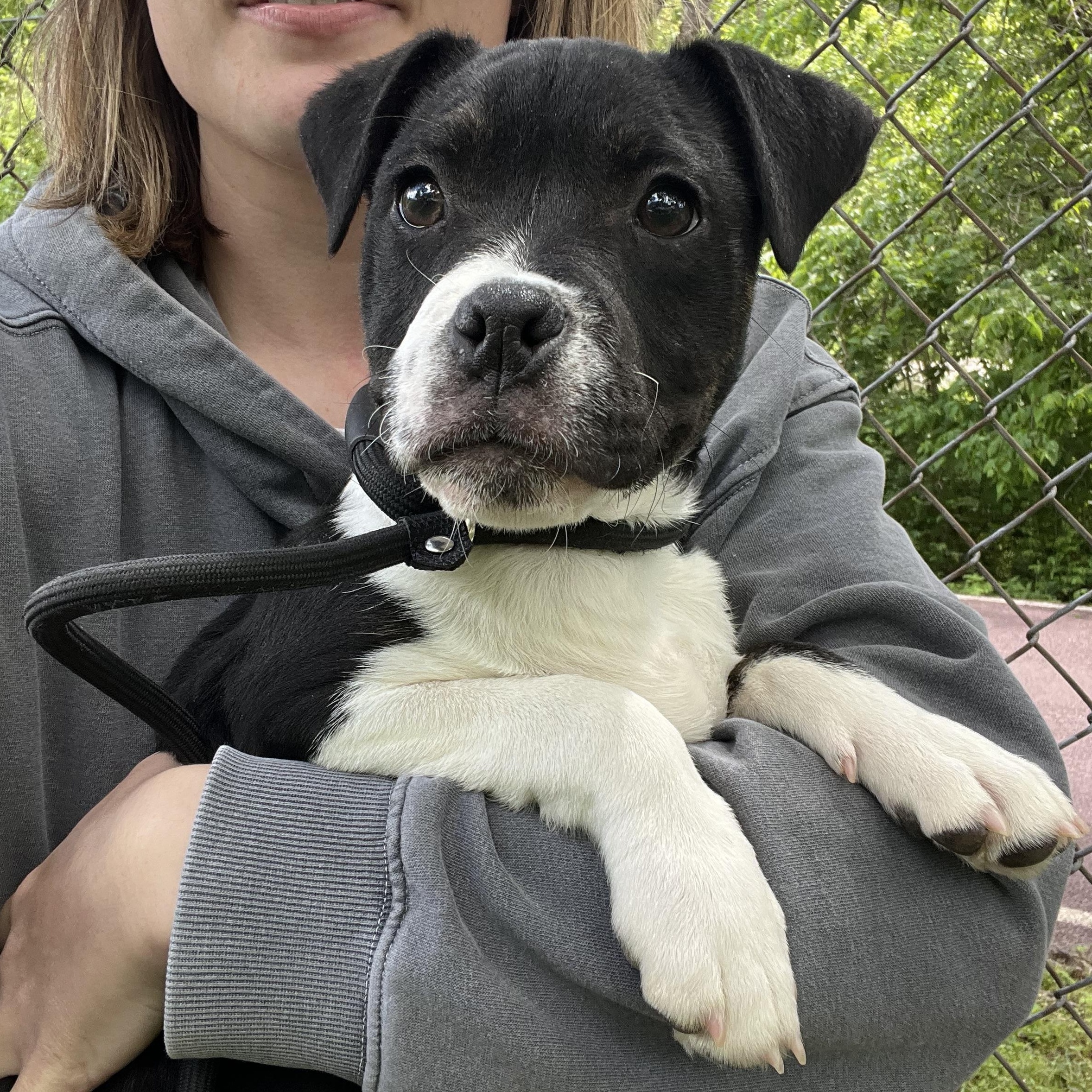 Ellis , adopted, Puppy Male Mixed Breed.