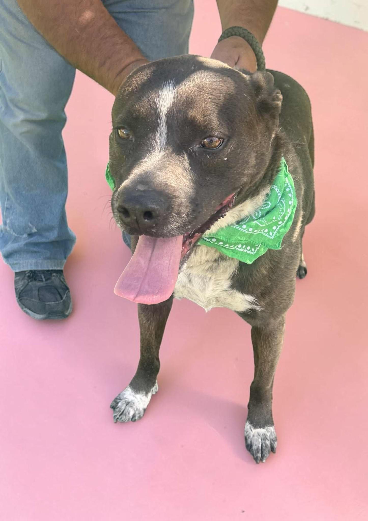 Enlarge Macy , an adopted mixed breed in Phoenix, AZ image 4/6