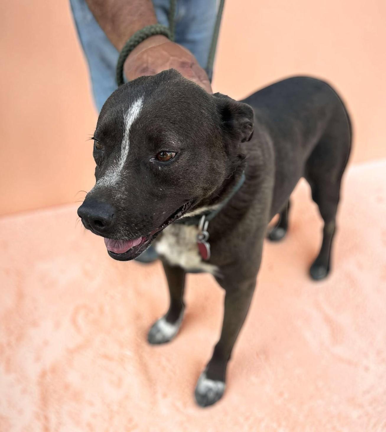 Enlarge Macy , an adopted mixed breed in Phoenix, AZ image 2/6