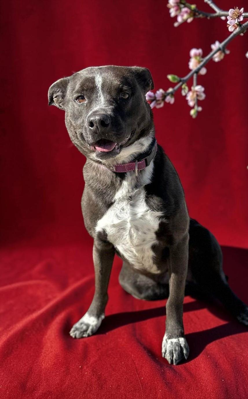 Enlarge Macy , an adopted mixed breed in Phoenix, AZ image 5/6