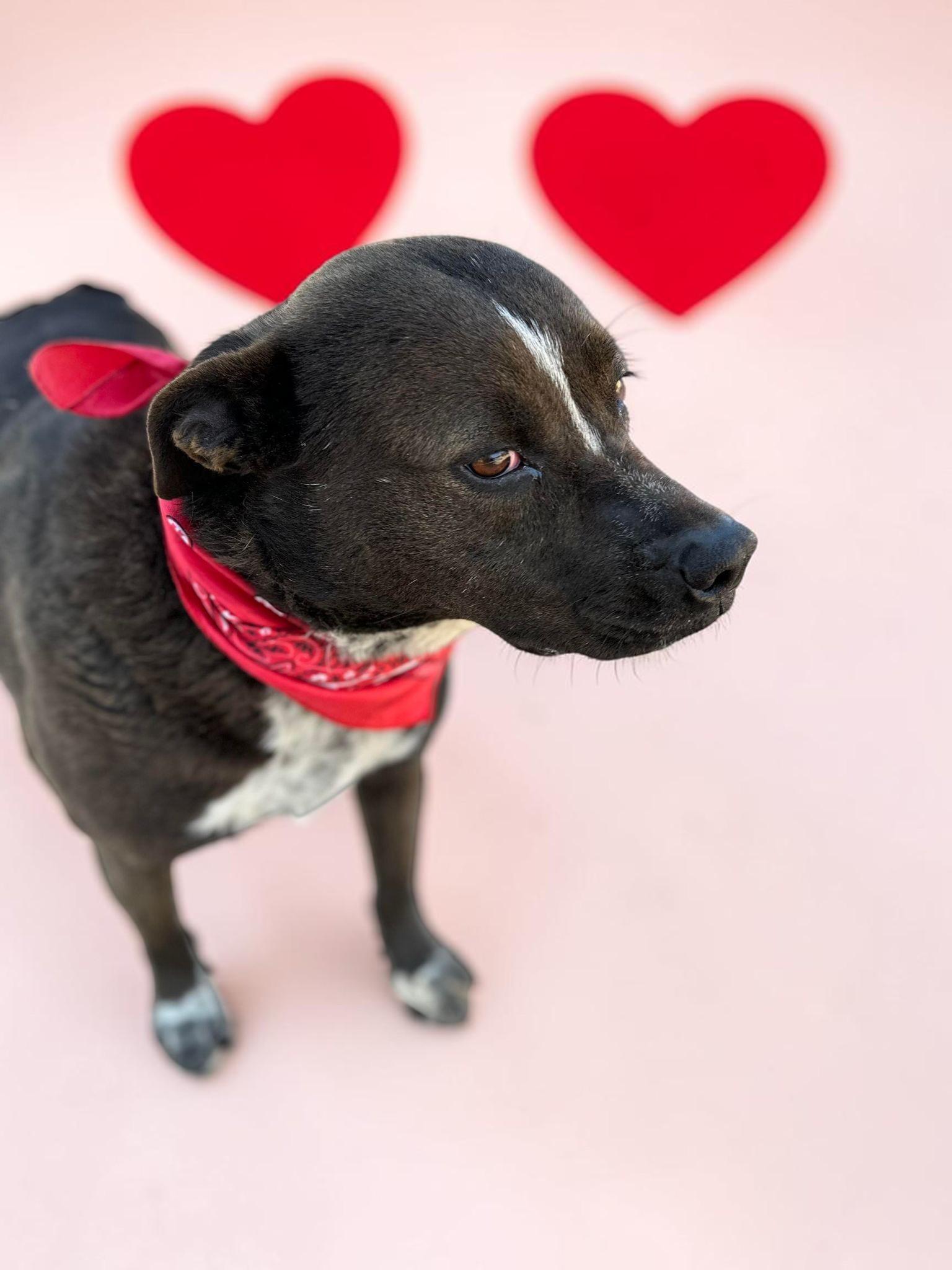 Enlarge Macy , an adopted mixed breed in Phoenix, AZ image 6/6